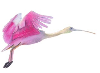 Roseate Spoonbill Pink handpainted animal illustration Png clipart with transparent background Nursery educational wild life Original handdrawn design