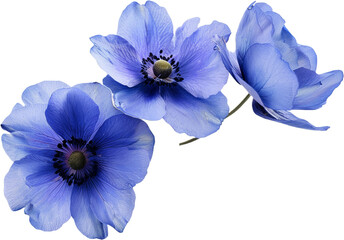 blue flowers isolated on transparent background