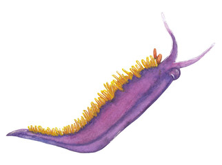 Spanish shawl Sea slug Violet, purple Hand painted animal illustration Png clipart with transparent background Nursery educational wild life Original handdrawn design
