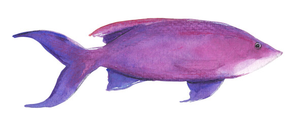 Yellow striped Fairy Basslet Purple fish Hand painted animal illustration Png clipart with...