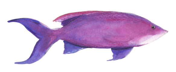 Yellow striped Fairy Basslet Purple fish Hand painted animal illustration Png clipart with transparent background Nursery educational wild life Original handdrawn design