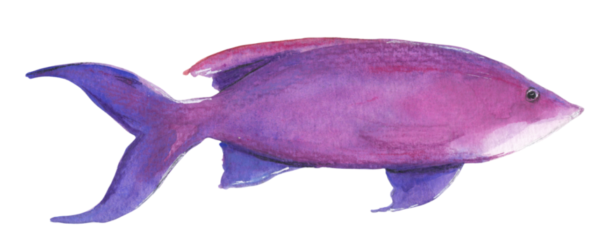 Yellow striped Fairy Basslet Purple fish Hand painted animal illustration Png clipart with transparent background Nursery educational wild life Original handdrawn design