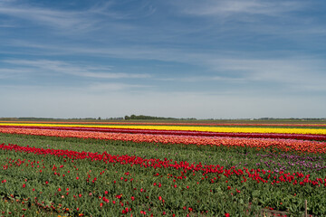 field of multicolored tulips and blue sky