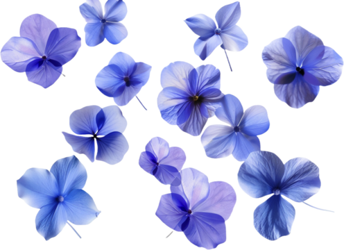 blue flowers top view isolated on transparent background - Powered by Adobe