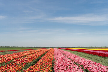 Multi-colored tulips in long rows on a large field at a specialized flower bulb nursery. Colorful flowers background