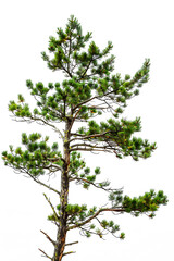 Fototapeta premium Pine tree isolated on white back ground 