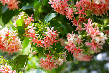 Chinese Honey Suckle, Rangoon Creeper, Drunken Sailor.