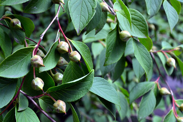Stewartia pseudocamellia with buds; also known as Korean stewartia, Japanese stewartia and deciduous camellia