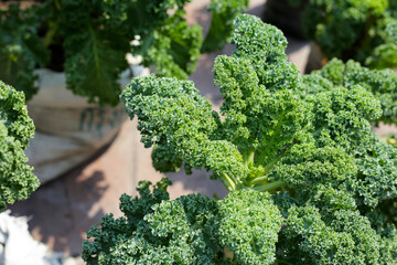Growing kale in containers.  Fresh green vegetable