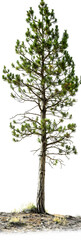 Fototapeta premium Pine tree isolated on white back ground 