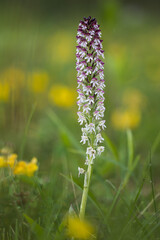 Blüte des Brand-knabenkraut (neotinea ustulata)