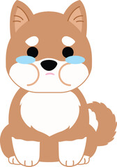 Cute shiba dog crying