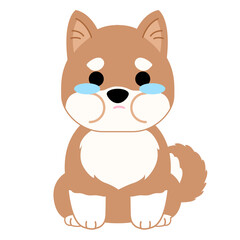 Cute shiba dog crying