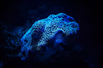 A blue sea creature with a white pattern