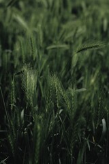 field of wheat