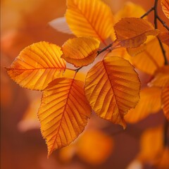 Obraz premium autumn leaves background.