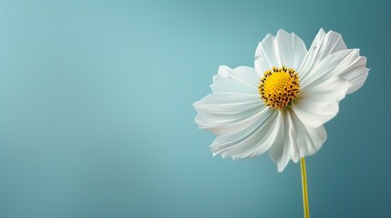 A beautiful white flower with a yellow center is in full bloom against a pale blue background. - Powered by Adobe