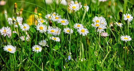 White daisies growing in a green grassy field under the sunlight in spring
