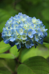 浮遊しているように見える紫陽花の花