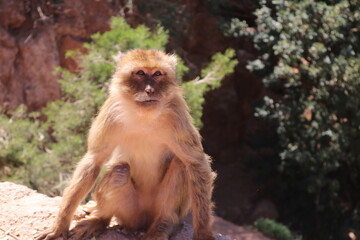 Babuino de Marruecos