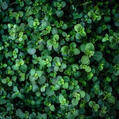 greens grass background.