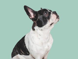 Cute puppy sitting on the table. Studio shot. Isolated background. Close-up, indoors. Day light. Concept of care, education, obedience training and raising pets