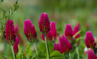 Nahaufnahmen / Details Rosenklee / Blutklee / Inkarnat-Klee (lat.: Trifolium incarnatum)