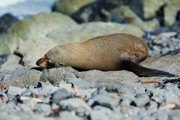 Sleeping adult Fur seal on the rocks
