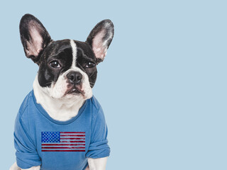 Cute puppy and T-shirt with an American Flag pattern. Closeup, indoors. Studio shot. Congratulations for family, loved ones, relatives, friends and colleagues. Pets care concept