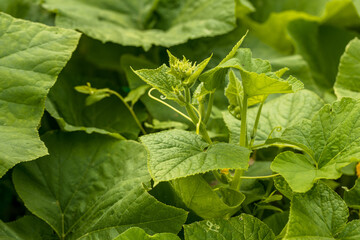 Flowering pumpkin. Yellow pumpkin flower in garden 