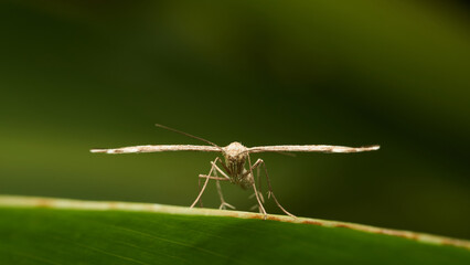 An insect from the front with its wings spread perched on a green leaf