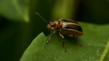 A brown insect with yellow lines on a green leaf