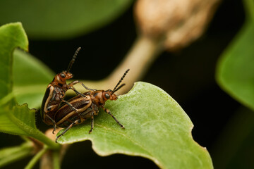 Two insects mating on a green leaf