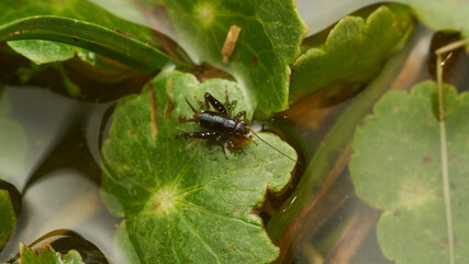 A small black grasshopper on a green leaf