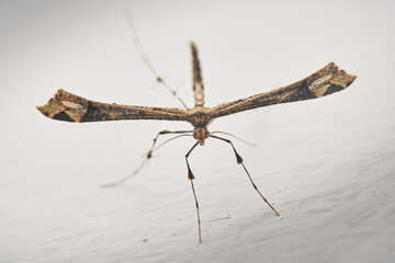 Details of a Feather Moth on a white wall (Pterophoridae)