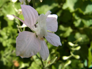 Obraz premium Fiore selvatico