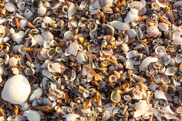 close up of a pile of shells