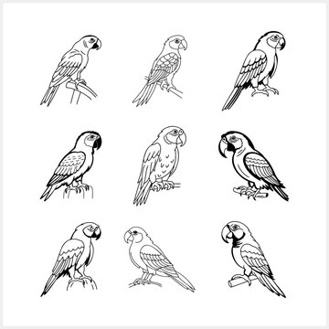 Black and white coloring pages Animals parrot icon T-shirt print, tattoo design Vector stock illustration EPS 10