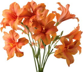 bouquet of orange flowers isolated on transparent background