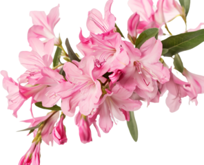 bouquet of pink flowers isolated on transparent background