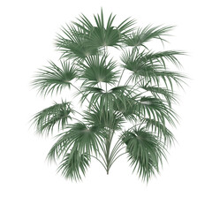 plant 2