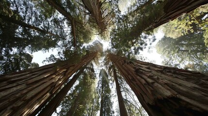   Looking upward at a grove of towering trees in a forest