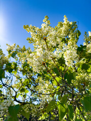 Close-up of stunning white lilac flowers in full bloom against a clear blue sky, showcasing the beauty of springtime.