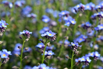 Blaue Vergissmeinnichtblüten im Frühling