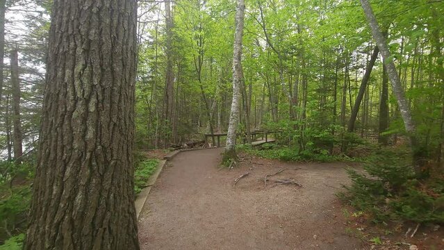 A walk on a path at Wolf Neck State Park, Maine showing a variety of trees like Pine, Oak, and Pine