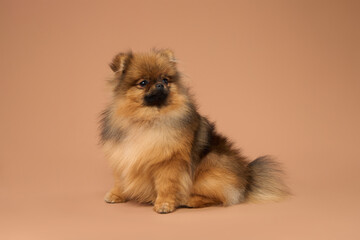  Spitz puppy sits on the background in the studio