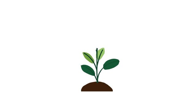 Plant with 6 leaves grows and germinates on dirt mound on white background