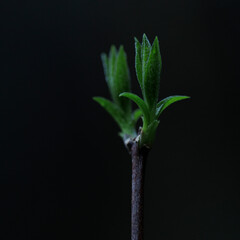 New growth on plant in a forest