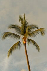 Hawaiian Palm Tree Stands Tall Before Sunset