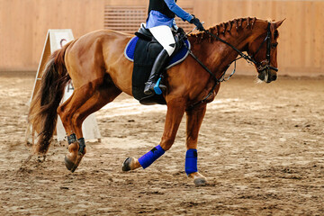 Obraz premium woman rider on brown horse in show jumping competition